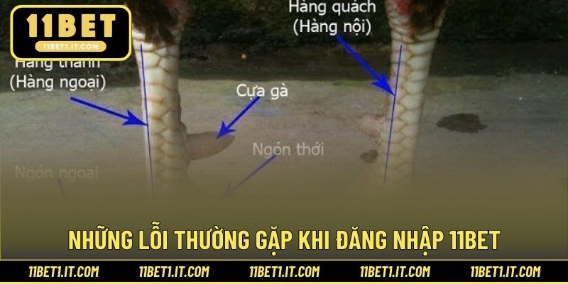 Những dạng vảy gà ấn tượng và trở nên siêu độc đáo