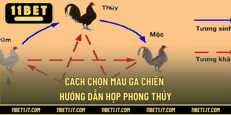 Cách Chọn Màu Gà Chiến - Hướng Dẫn Hợp Phong Thủy