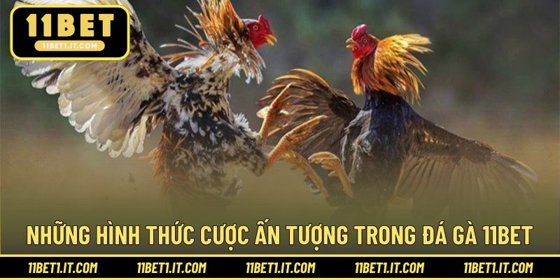 Đa dạng hình thức cược trong những trận đấu đá gà hấp dẫn