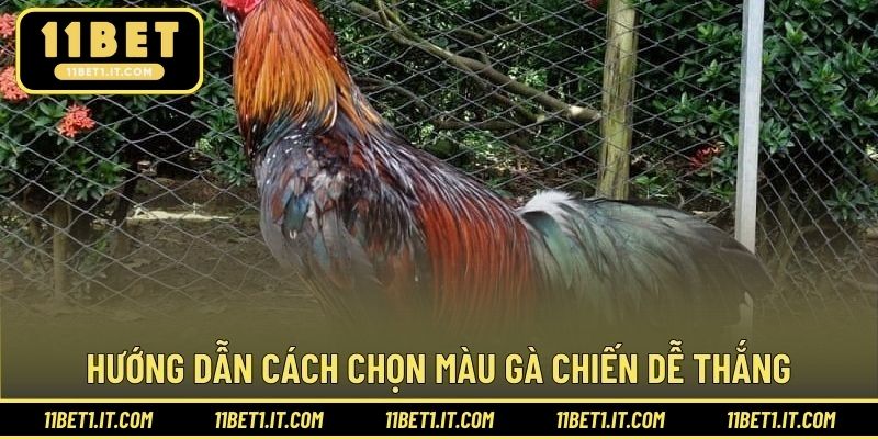 Hướng dẫn chọn mệnh hợp lý khi chiến kê thi đấu