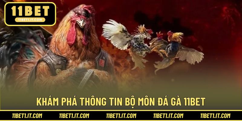 Cơ bản thông tin giới thiệu thi đấu đá gà tại 11BET