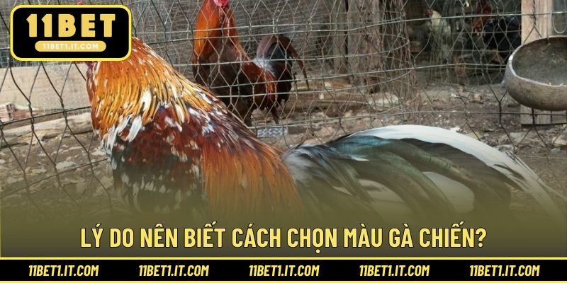 Tại sao người chơi nên biết cách lựa chọn màu chiến kê