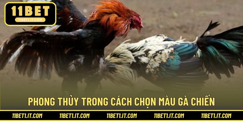 Phong thủy ảnh hưởng đến thi đấu trong cách chọn màu gà chiến