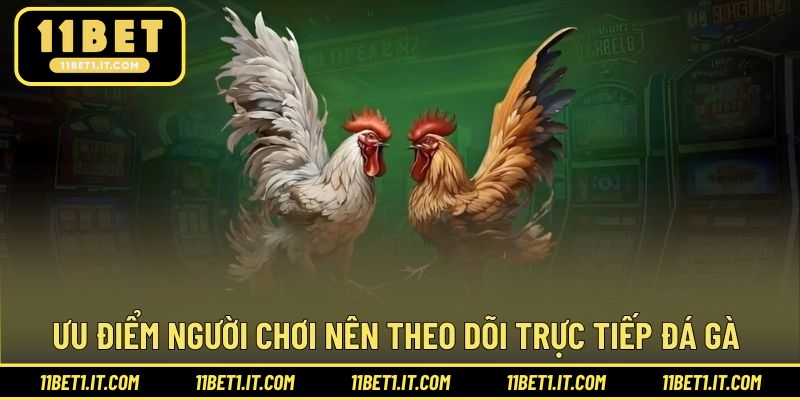 Điểm cộng cho trải nghiệm theo dõi cược trực tiếp đá gà