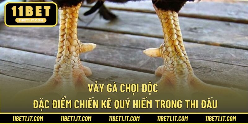 Vảy Gà Chọi Độc - Đặc Điểm Chiến Kê Quý Hiếm Trong Thi Đấu